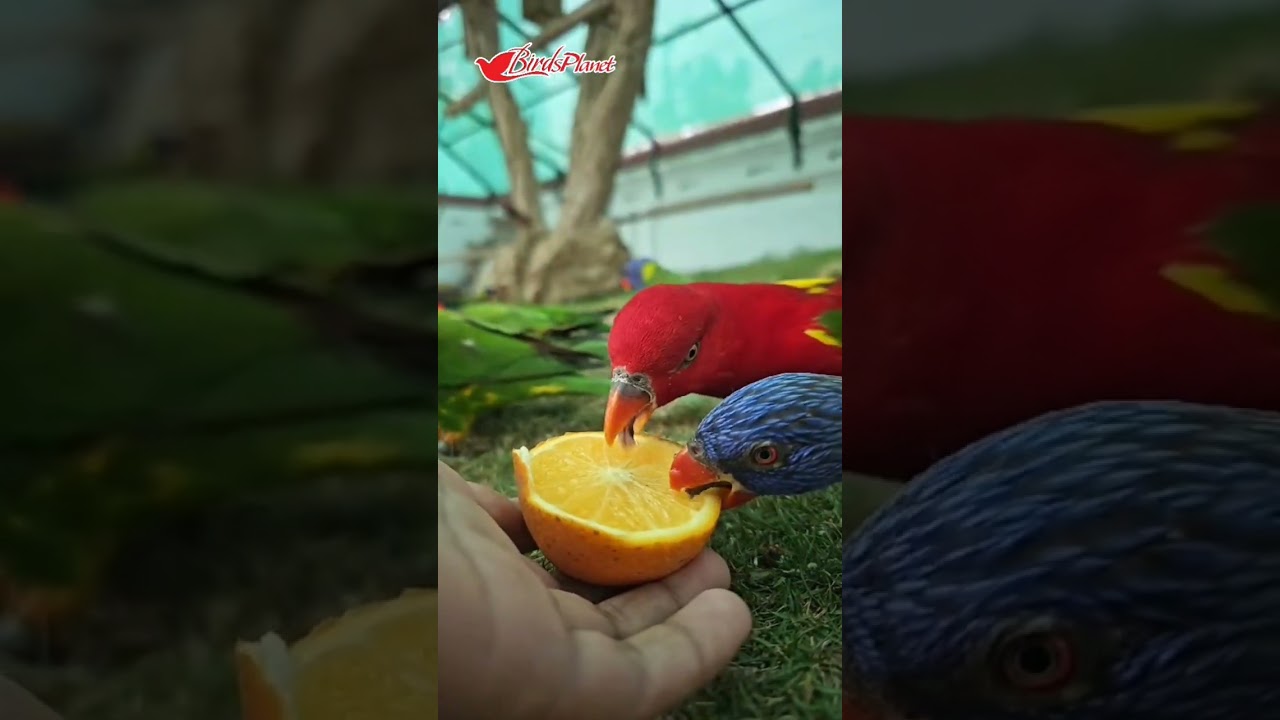 aviary of lorikeets at Birdsplanet