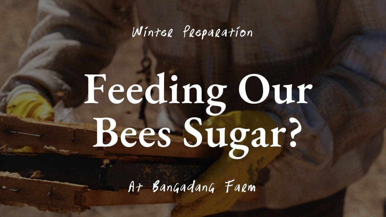 How we care for our bees to prepare for Winter!