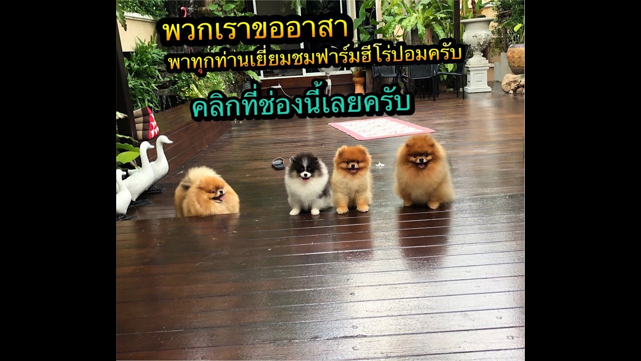 #ปอมหน้าหมี  เยี่ยมชมฟาร์มฮีโร่ปอม