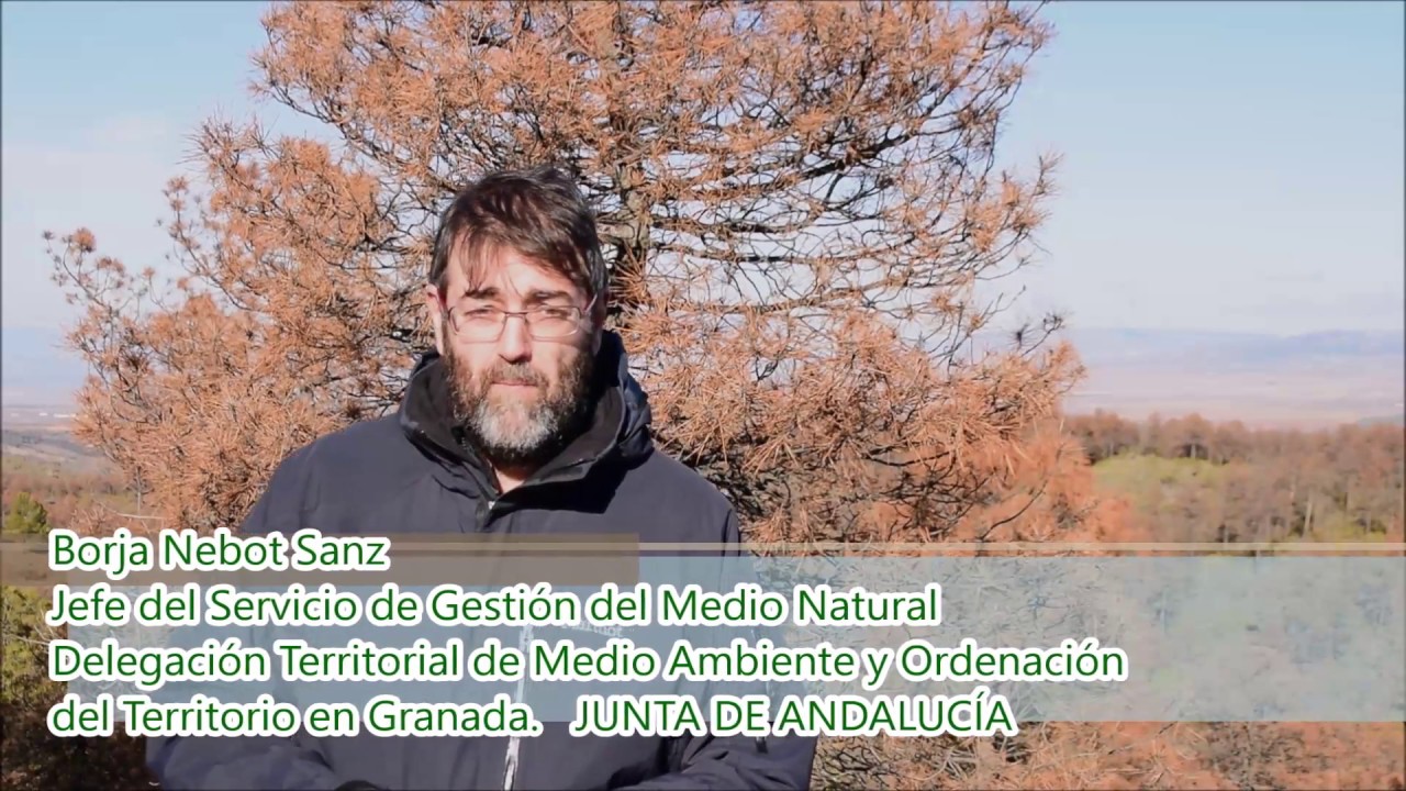 Actuaciones iniciales sobre el decaimiento de los pinares de repoblaci&oacute;n en el PNSierra de Baza