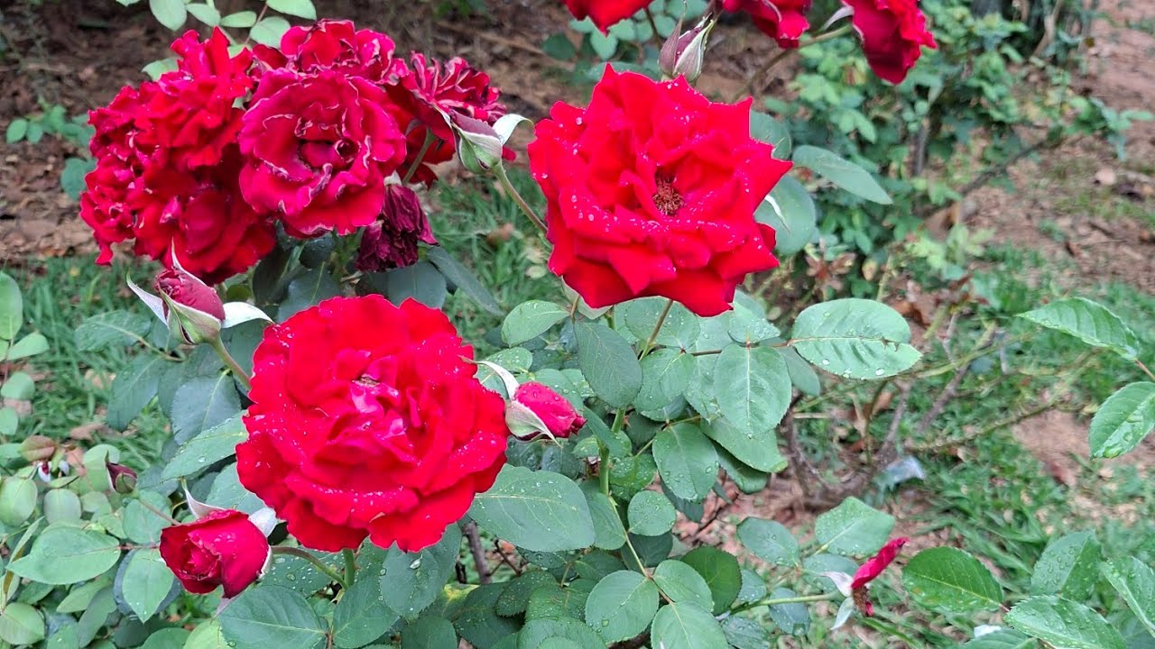 💥💞🦋🪷🌸💞as rosas 🌹 estão  lindas #roça #vidanaroça #flores 