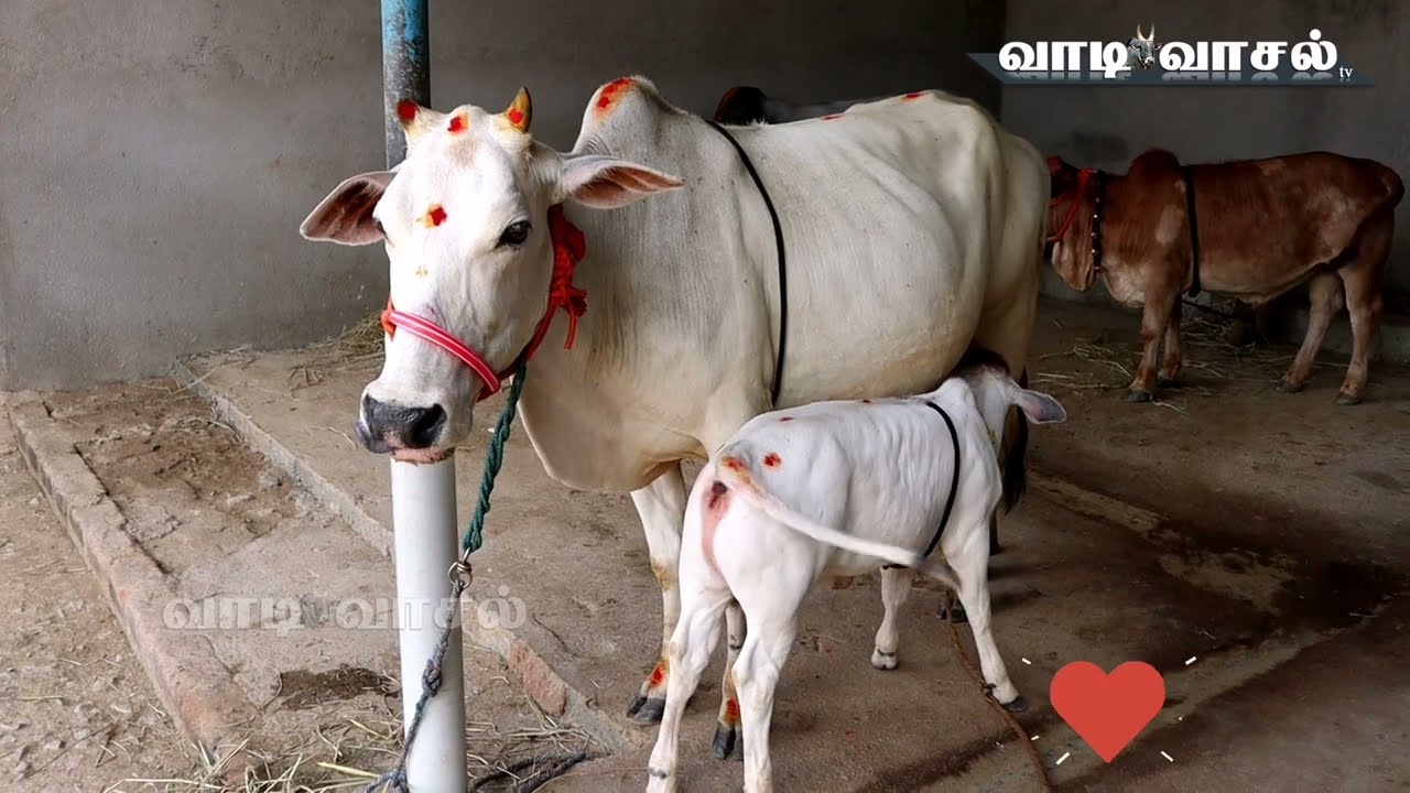 Mini Punganuru cow with mother | Shortest mini Punganuru cow height below 2 feet