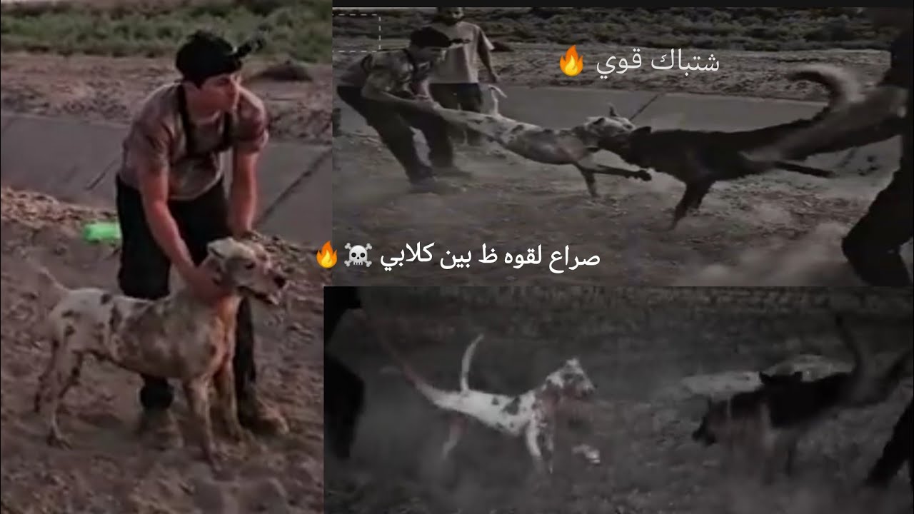 صراع مستمر _ بين الكلب دوجو و  لكلب روك ☠️🔥 _ صراع من القوه 🔥