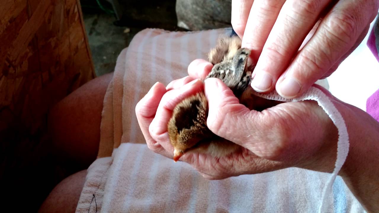 How to Make  Figure 8 Wing Bandage on Baby Chick With Angel Wing