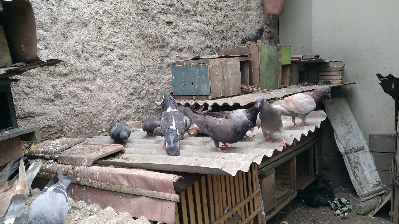Burung dara giring | Kejar terus sampe pulang.