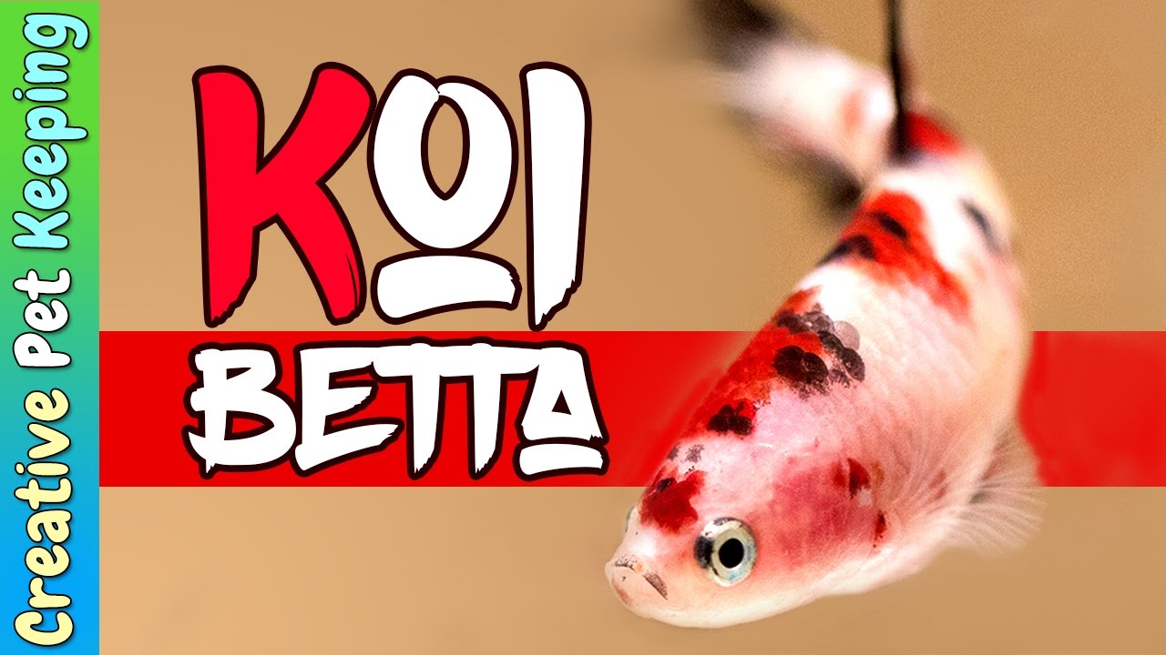 Betta Fish | Red Koi cellophane hmpk (halfmoon plakat)