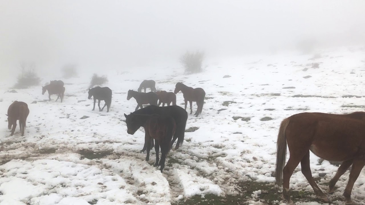 Истински коне