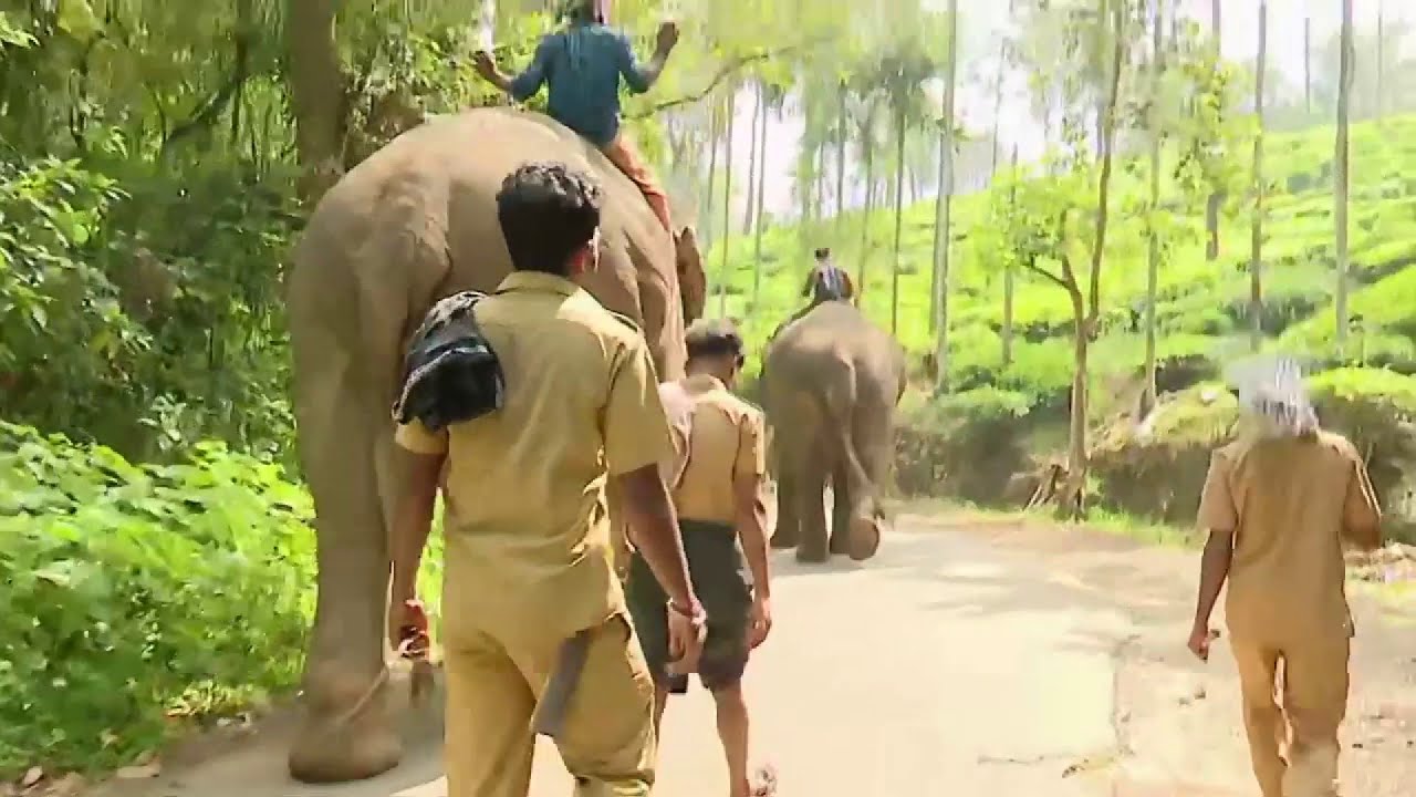 മേപ്പാടിയിലെ കാട്ടാനയെ തുരത്താൻ ഉണ്ണികൃഷ്ണനും വിക്രമനും റെഡി | Meppadi | Wayanad