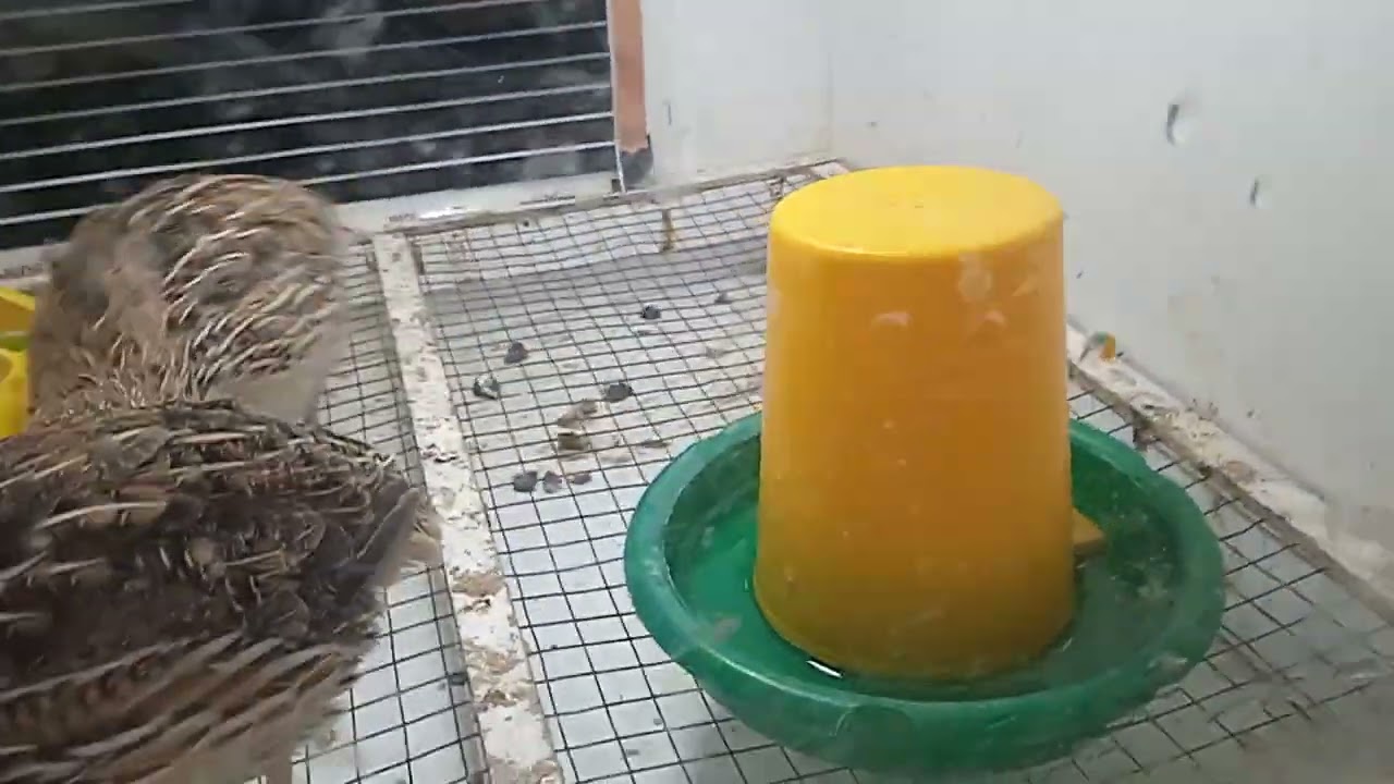 Evde bıldırcın bakımı 🐦🐣