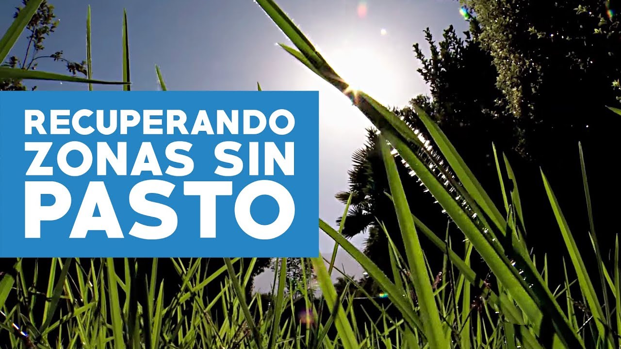 ¿Cómo recuperar el césped dañado?