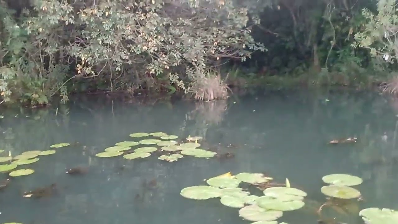 Amanheceu o dia tamos indo tirar as bóias e recolher os peixes na represa 