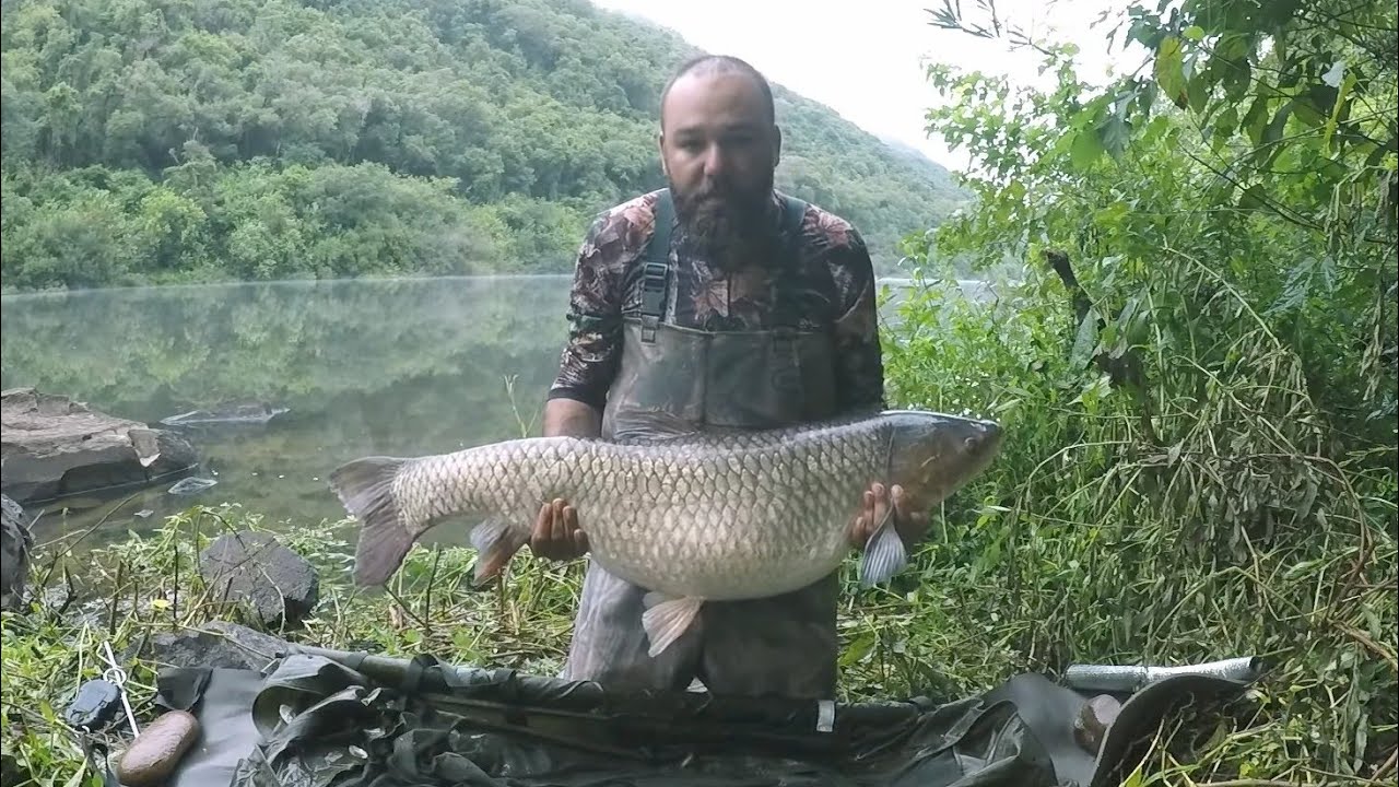 As CARPAS GIGANTES Do Rio das Antas, Pesca E Acampamento, Carpfishing Brasil