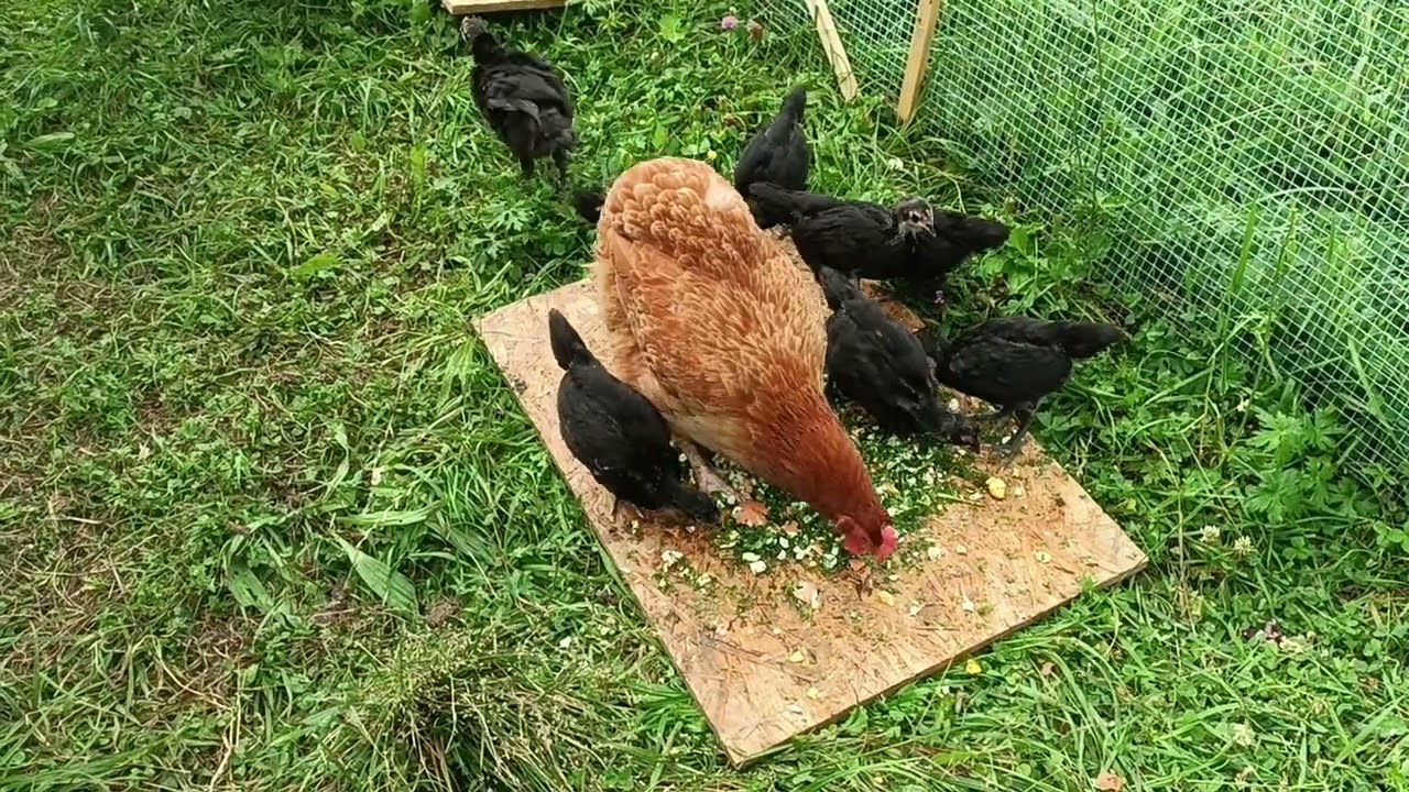 Kurczęta rasy Australorp czarny.