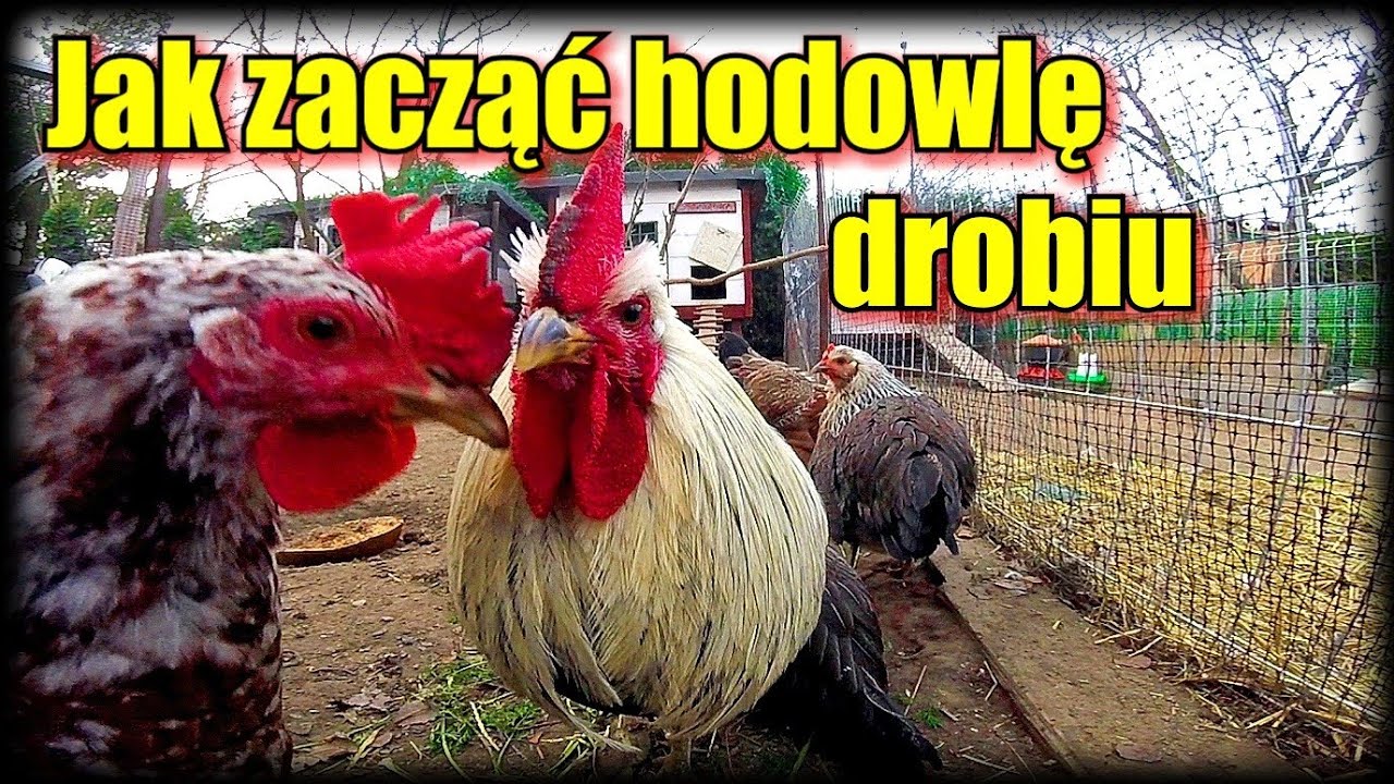 Jak zacząć hodowlę drobiu / za i przeciw / O czym należy pamiętać