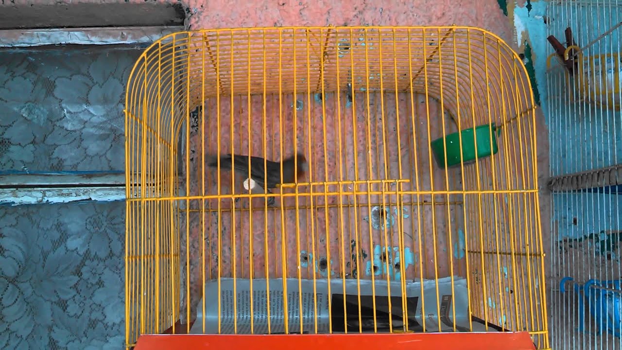 Hibrido de Carpodacus Mexicanus X Serinus Canaria
