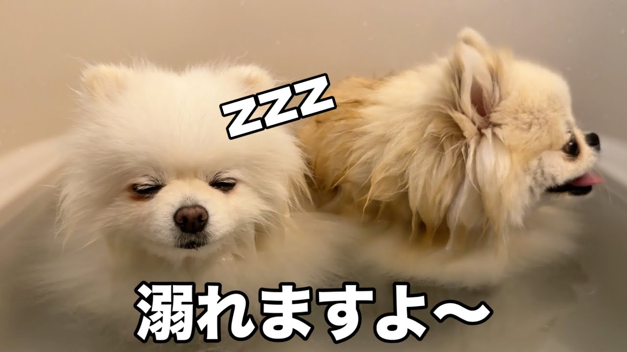 あまりにも気持ち良すぎて寝てしまうポメラニアン
