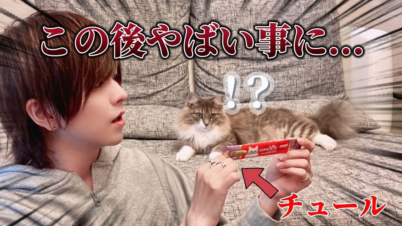 ウチの飼い猫に初めてチュールをあげた結果...