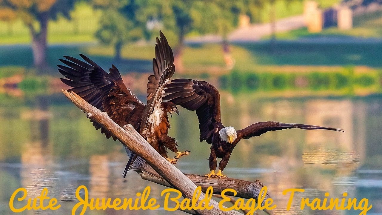 White Rock Lake Bald Eagle Nesting / Bald Eagle Fishing / Nature Relaxing
