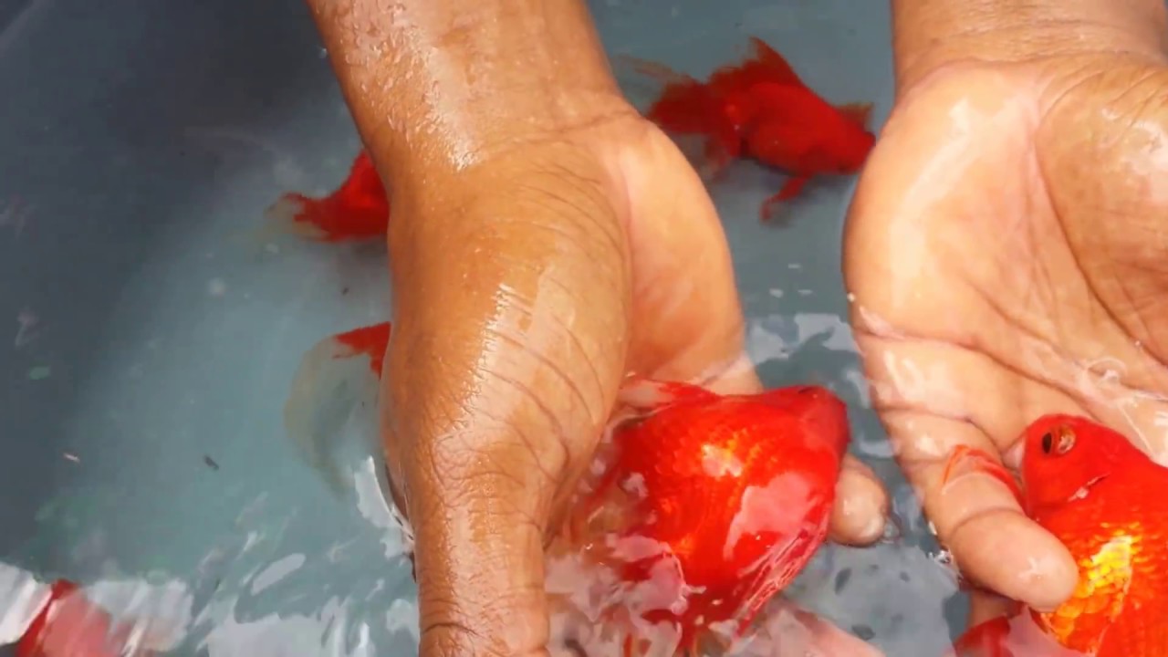 mi goldfish es macho o hembra