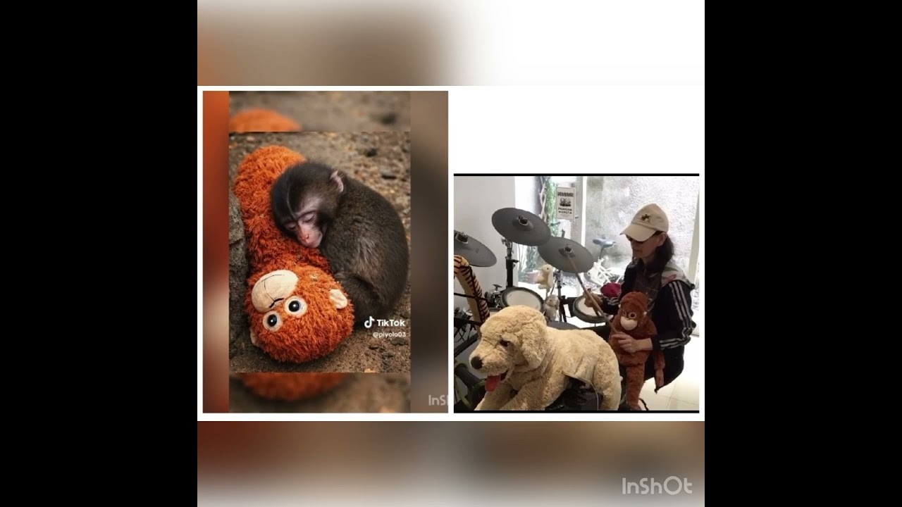 Adventure Of A Lifetime ( Cold play) 🥁Cover @ Punch Little Monkey🐒❤️