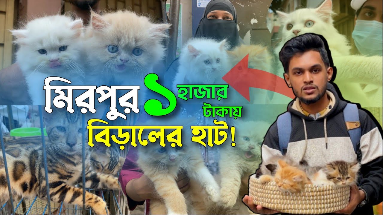 ১ হাজার টাকায় বিড়াল | মিরপুর ১ বিড়ালের হাট | @DewanPets | Persian cat price in Bangladesh 