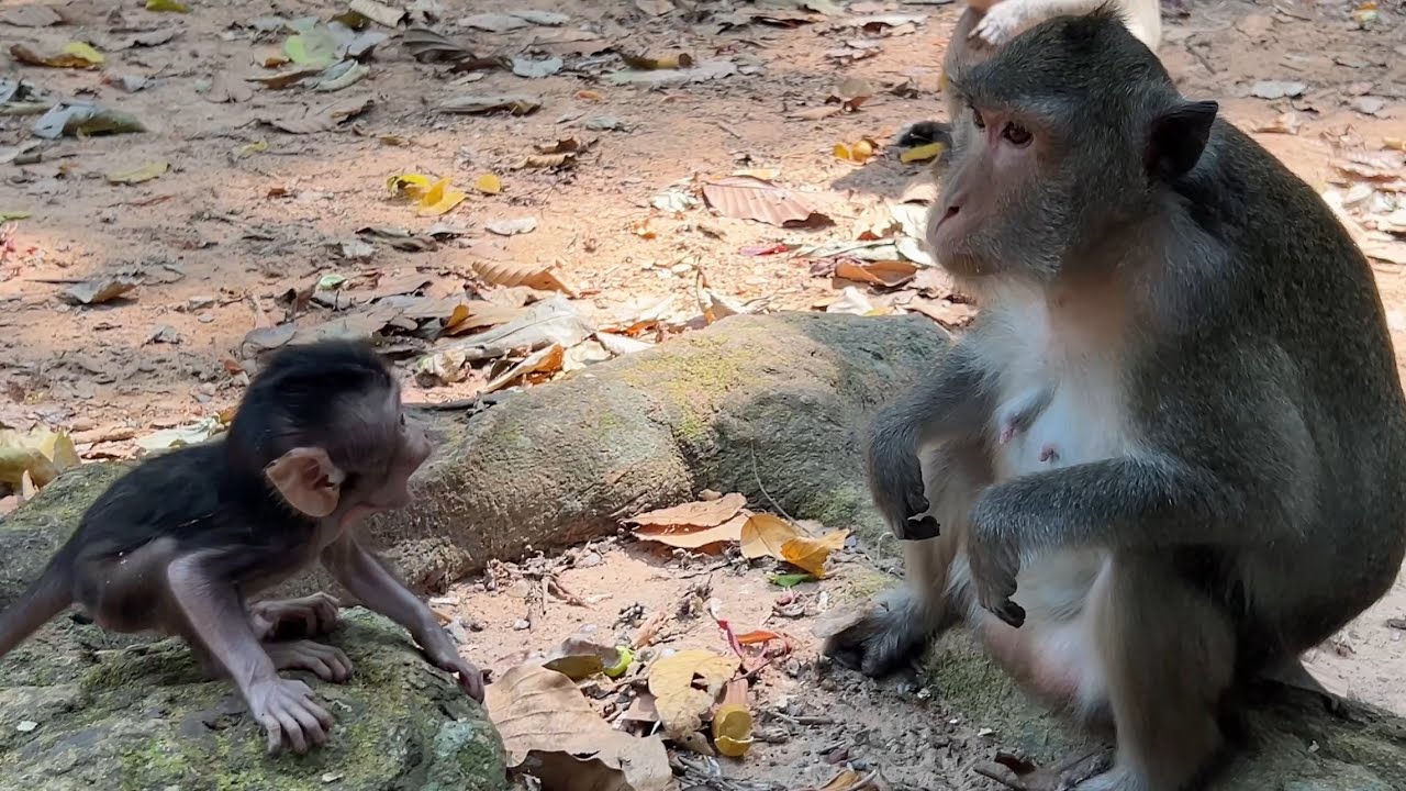 Wrongly think! Cute baby Amina thought that mom Anna receives Baby while starts jumping 