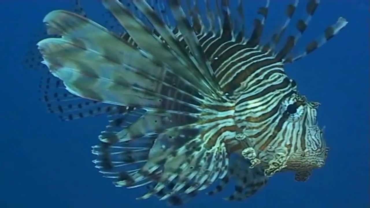 Immersione Thistlegorm wreck con penetrazione stive - video subacqueo
