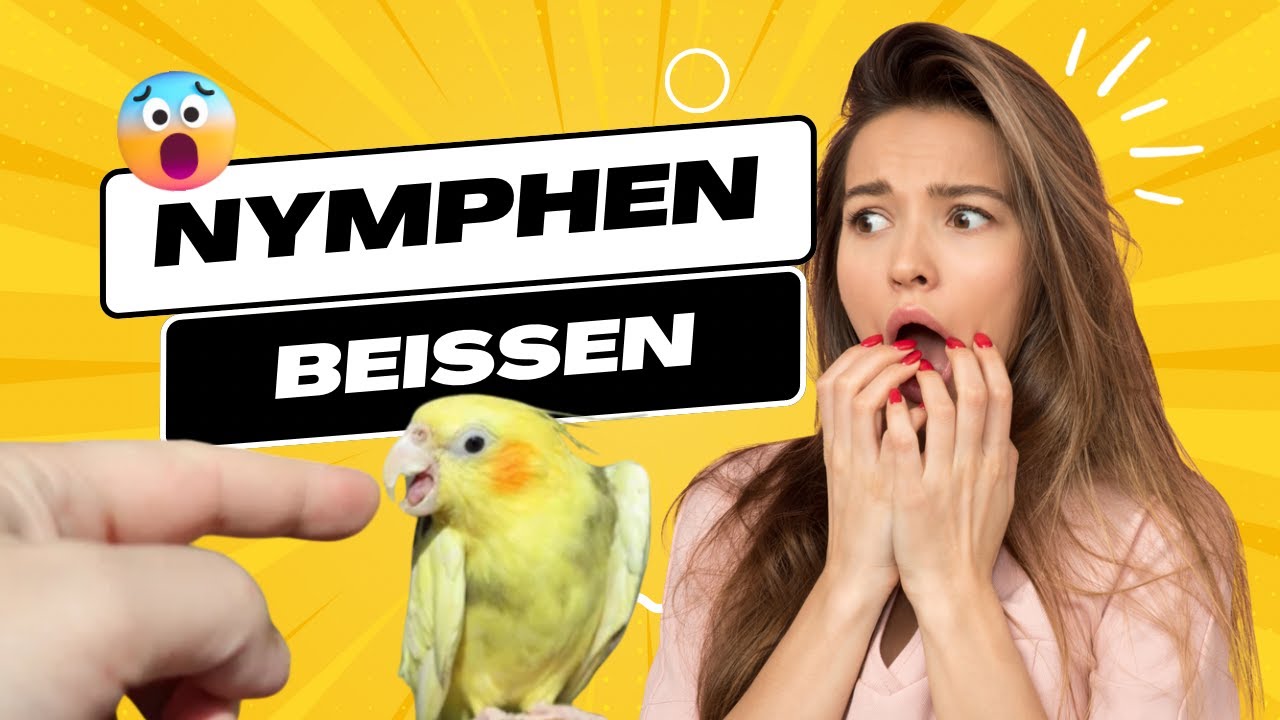 So vermeidest du, dass deine Nymphensittiche beißen
