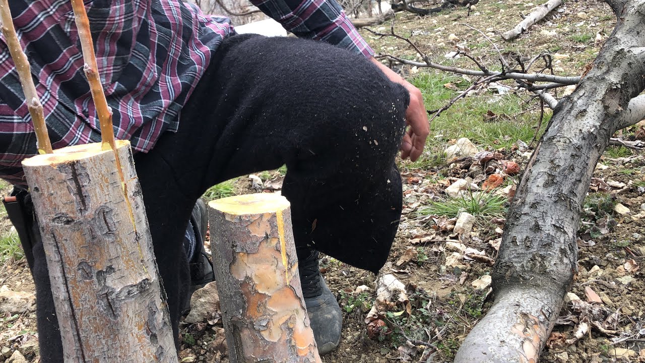 Elmaya yarma ve kakma aşı nasıl yapılır