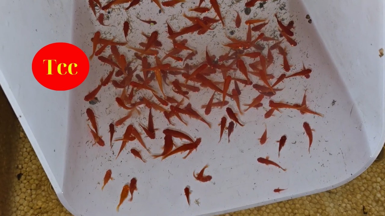 Cá Bảy Màu Cùng Cá Huyết Kiếm Sáng Nay