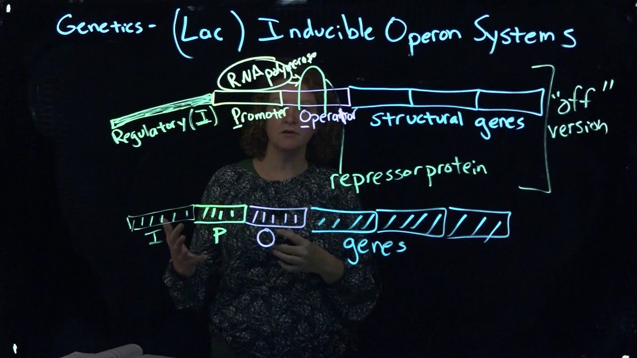 Inducible Operon Systems