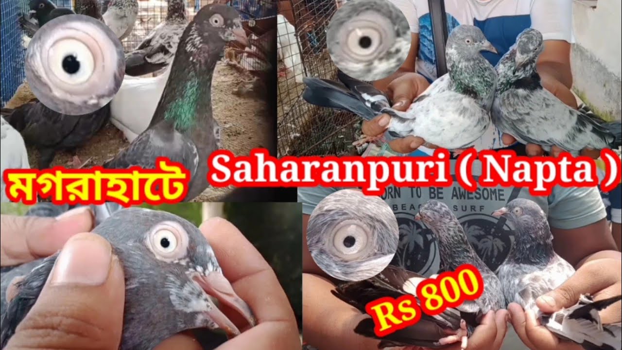 মগরাহাটে Saharanpuri ( Napta ) kabooter. pigeon Market in magrahat. Soumen's World.