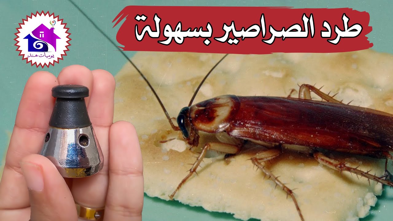 التخلص من الصراصير للأبد 🪳 تدابير منزلية لطرد الصراصير نهائيا (بسهولة)