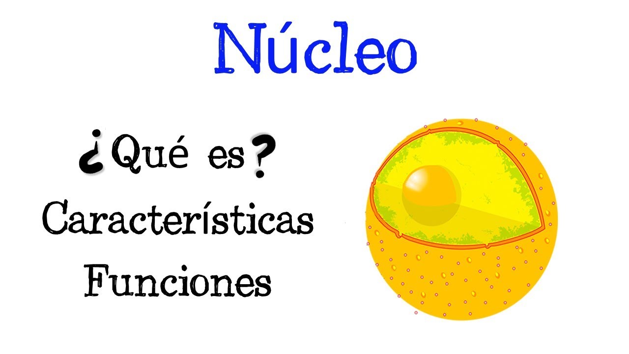 🌐 &iquest;Qu&eacute; es el N&uacute;cleo? 💥 Caracter&iacute;sticas y Funciones [F&aacute;cil y R&aacute;pido] | BIOLOG&Iacute;A |