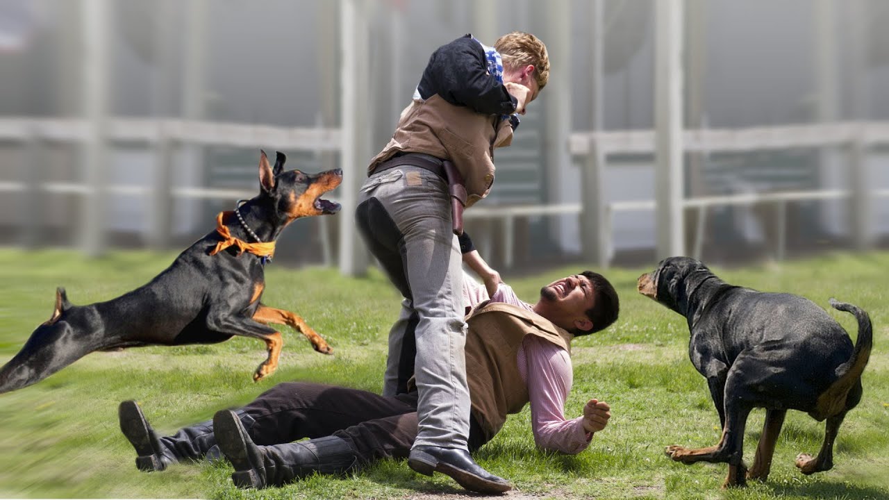 Top 10 Underrated and Overlooked Dog Breeds
