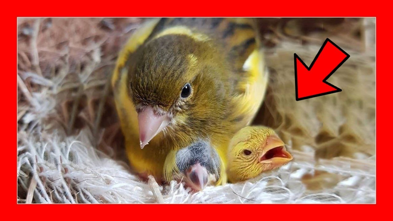 ✅ Уход за канарейками в разведении 🔥 100% 🔥 Разведение канареек