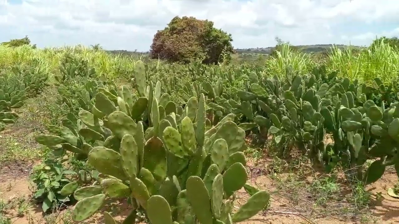 Plantação  de palma doce e capim elefanti