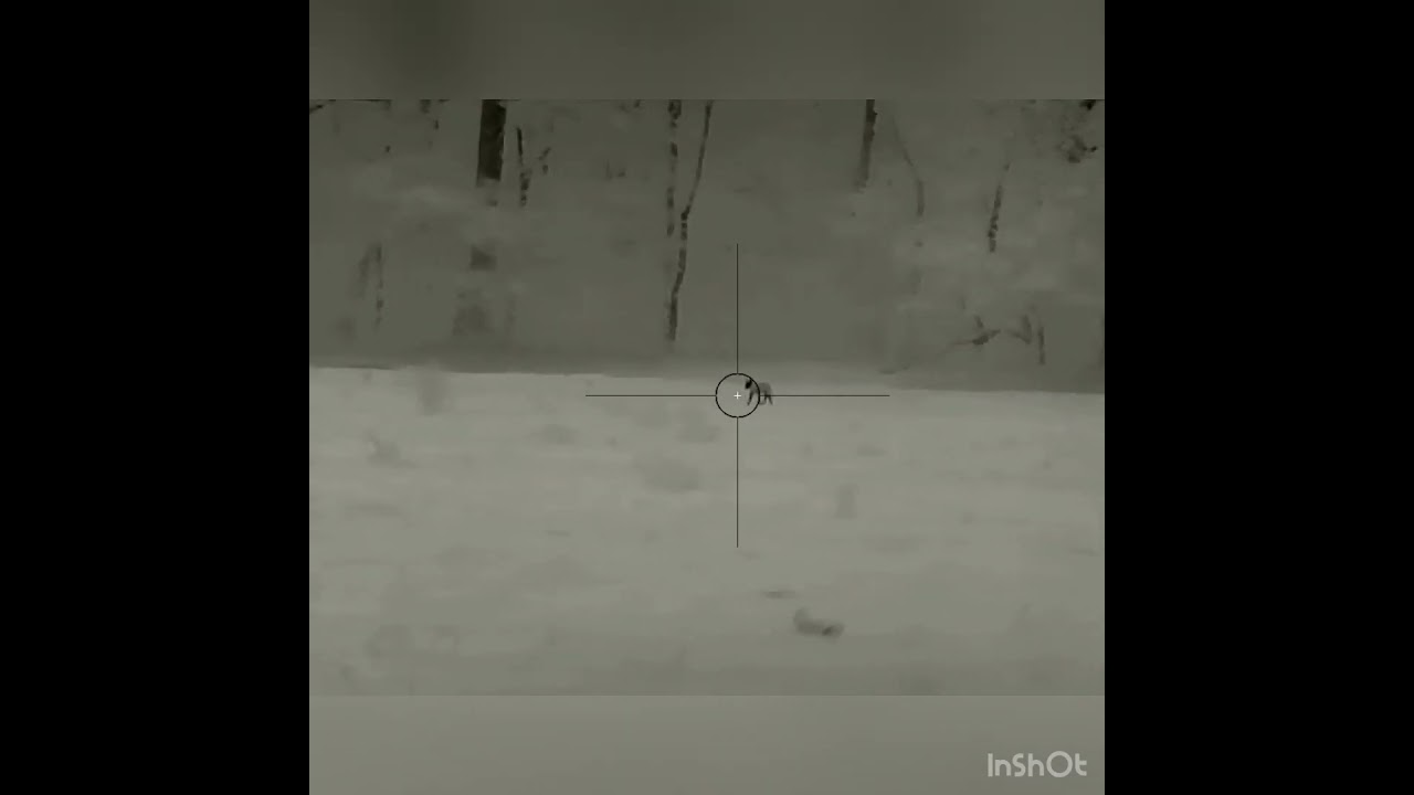 Predator Outlaws Thermal Coyote Hunt 2 10/30/23 #iray #mfk #foxpro #predatorhunting