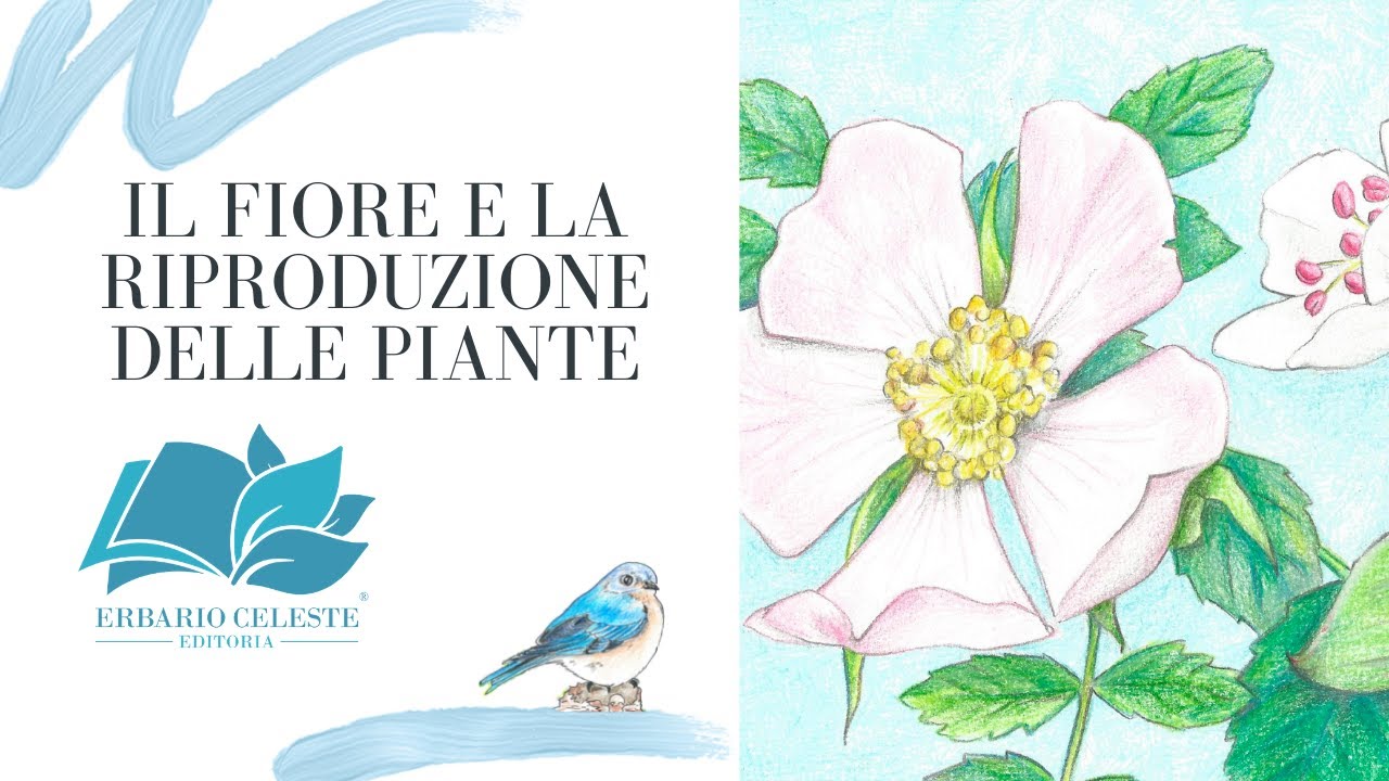 IL FIORE E LA RIPRODUZIONE DELLE PIANTE