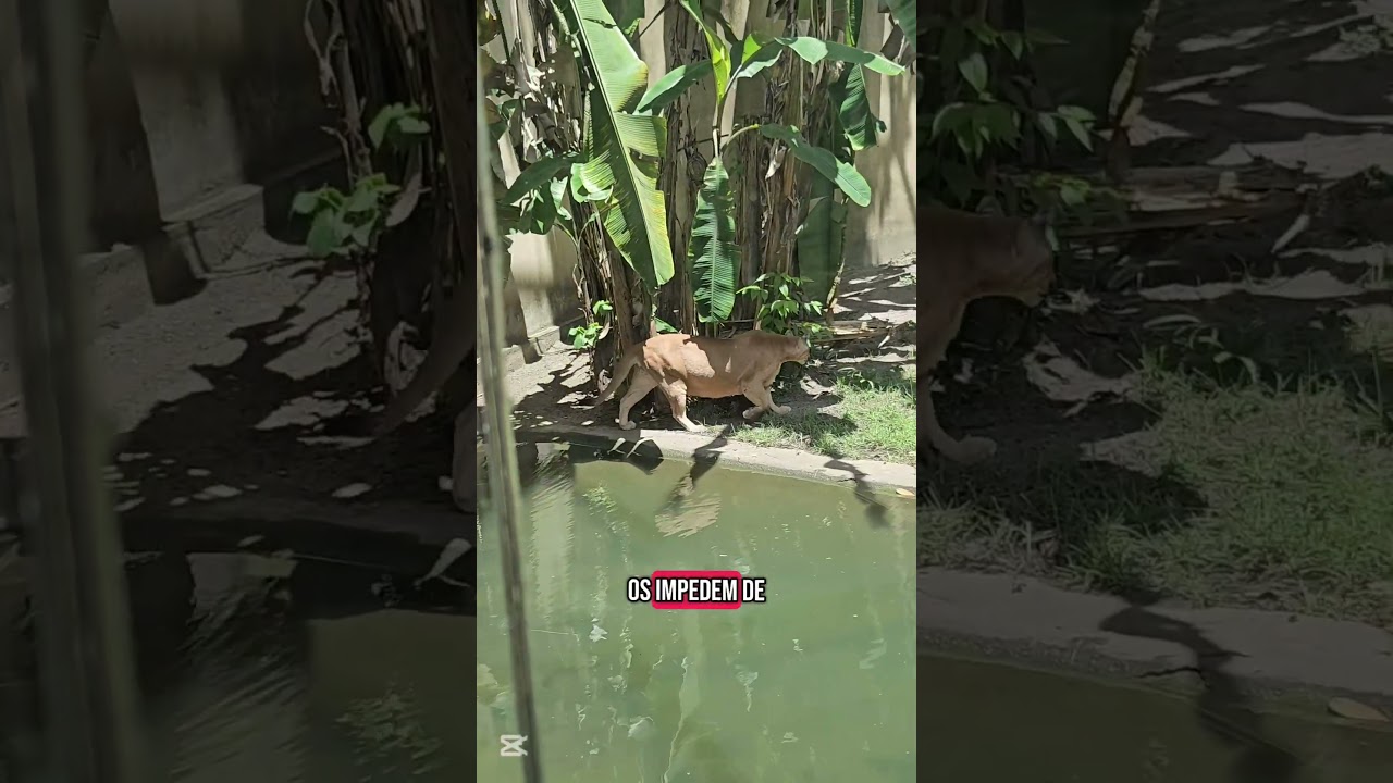Zool&oacute;gico da bica em Jo&atilde;o Pessoa #joaopessoapb #viagem