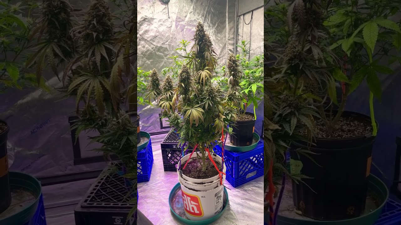 #cannabiseducation #peanutbutterbreath #fatbasturd #fastversion #medicinal #sonoma #indoorgrowing