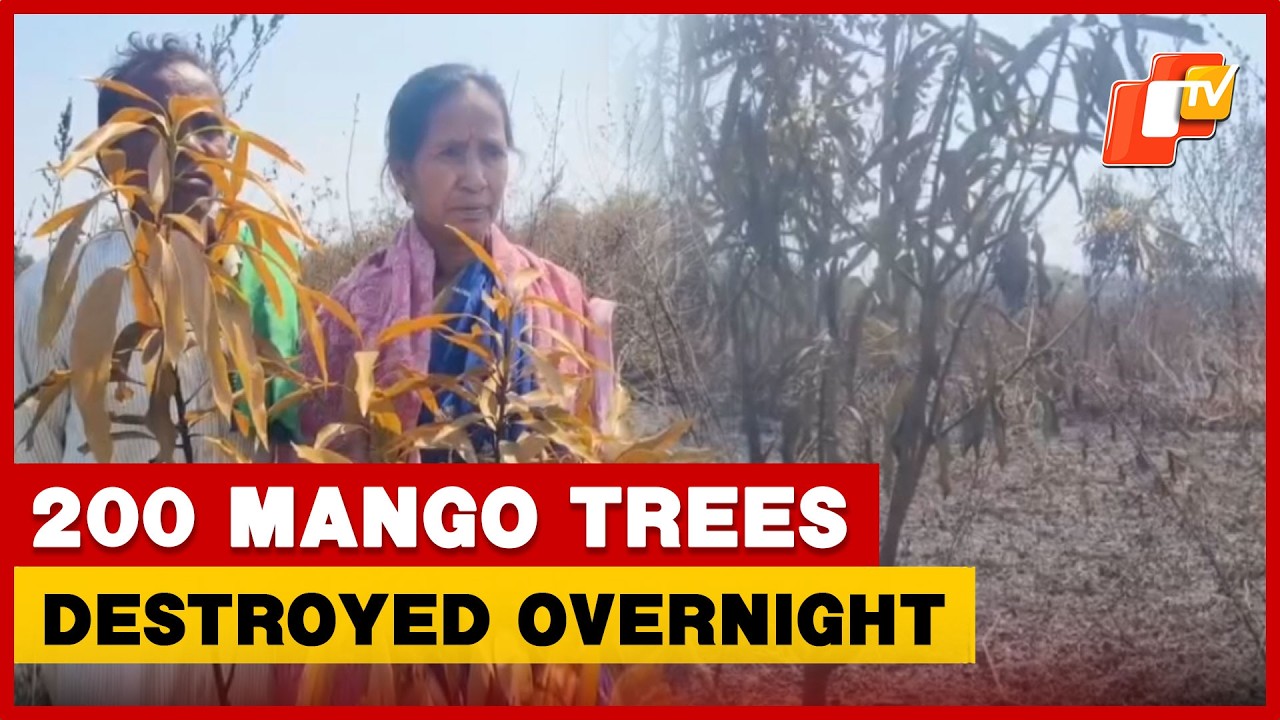 Odisha Farmer In Distress After 200 Mango Trees Set On Fire | OTV