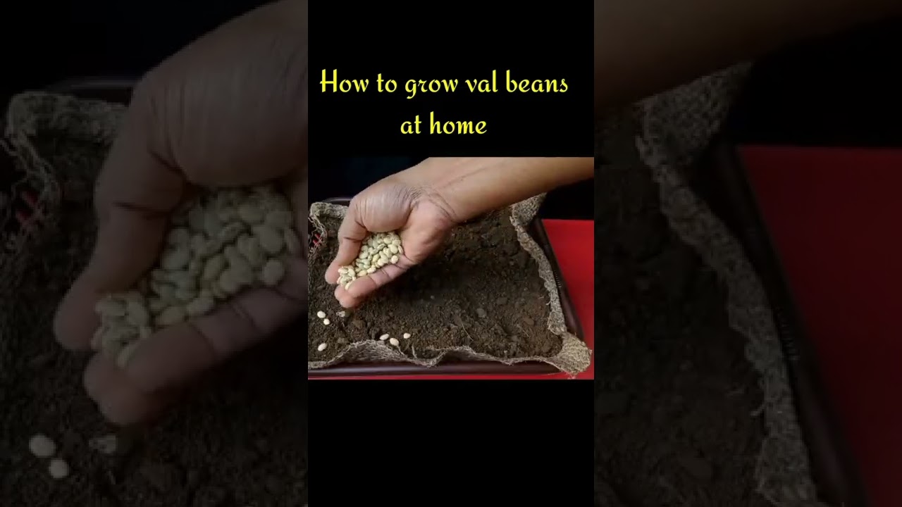 How to grow val beans at home ? #shorts