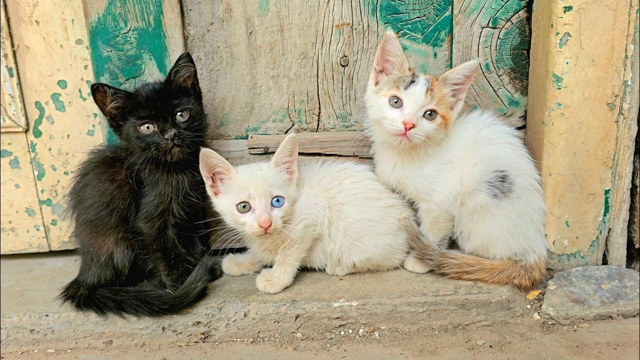 Little Kittens without a mother live in a garbage Dump.