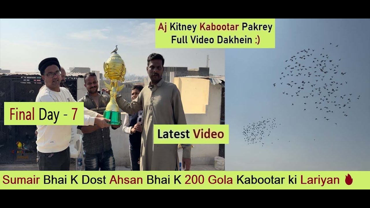Sumair Bhai K Dost Ahsan Bhai K 200 Gola Kabootar ki lariyan 🔥 Day 7