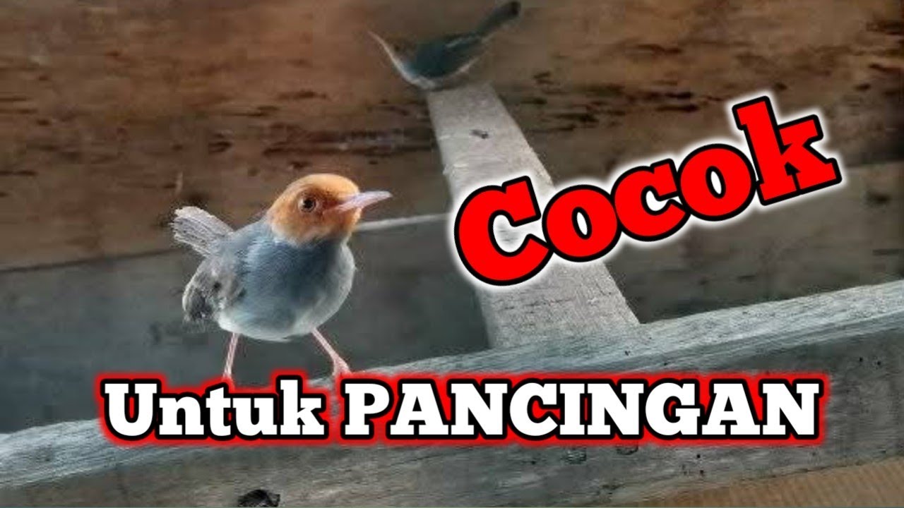 Suara burung prenjak tamu gacor