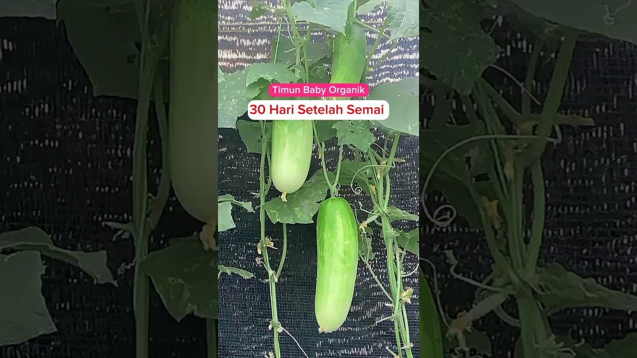 cara menanam timun baby, 30 hari setelah semai tinggi tanaman lebih dari 1 meter #organik #shorts