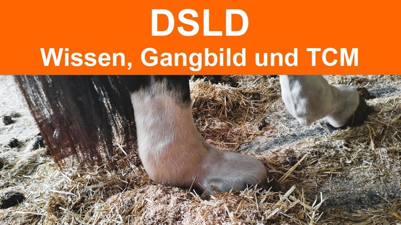 DSLD Pferd: Wissen, Fallbeispiel, Kräuter & Akupunktur