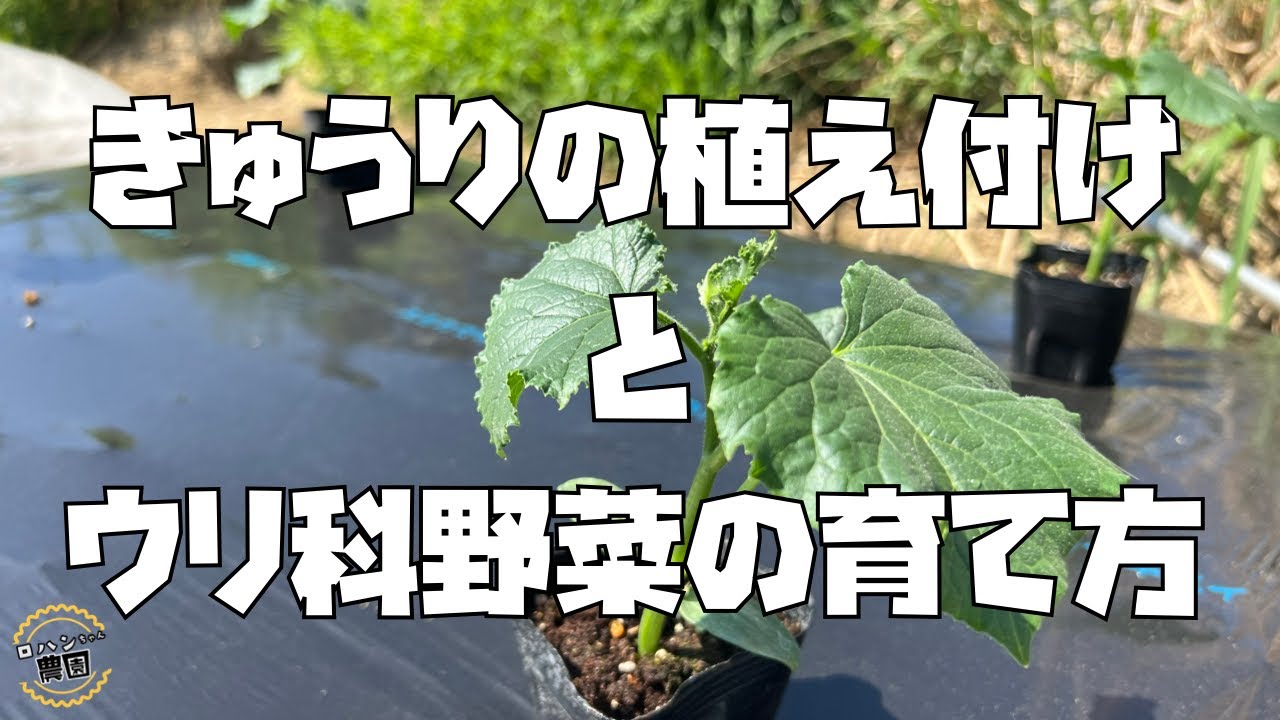 【きゅうり栽培】【キュウリの植え付け】【スイカ】【かぼちゃ】【農家の家庭菜園】