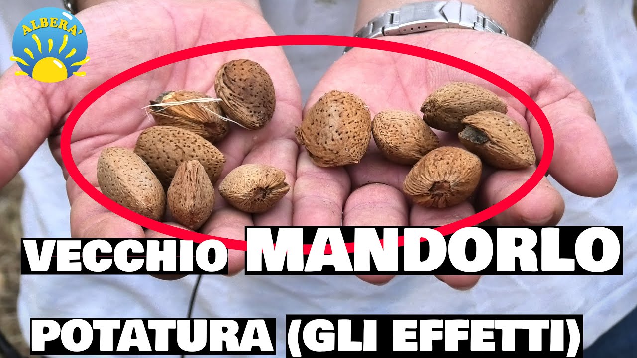 VECCHIO MANDORLO.... gli effetti della POTATURA DI RIFORMA ( e come riconoscere le MANDORLE BUONE!!)